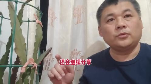 继续分享令箭荷花，现在开始分享老枝条了#分享我的花花草草 #创作者中心 #创作灵感