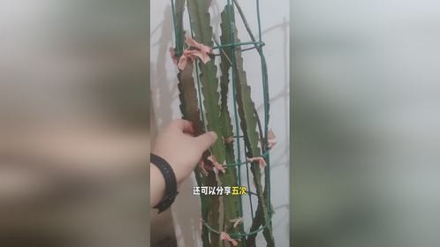 令箭荷花枝条还能分享5次，今年的令箭荷花枝条就没有了