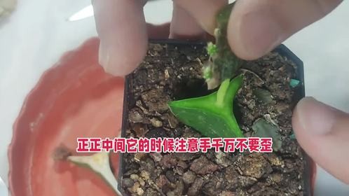 这样的令箭荷花可能很难救活了