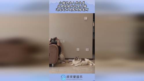 小猫抓主人的头发，结果挨揍的却是大猫，这妥妥的是冤假错案啊！