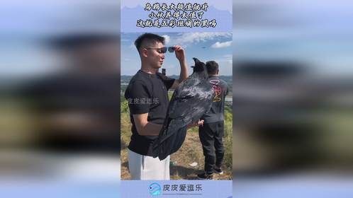 乌鸦长大颜值飙升，小伙养得太值了，这就是五彩斑斓的黑吗！