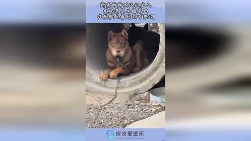 新来的狗不认识主人，发现老员工摇尾巴，在狗脸上看到不可思议！