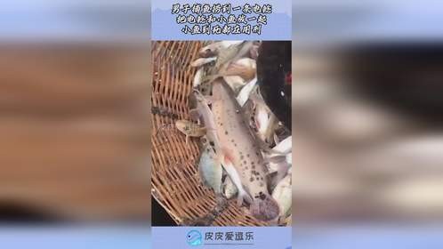 男子捕鱼捞到一条电鲶，把电鲶和小鱼放一起，小鱼到死都在用刑！