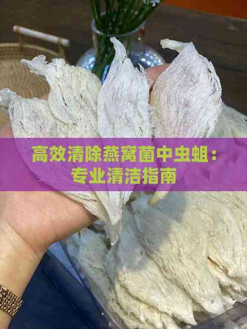 高效清除燕窝菌中虫蛆：专业清洁指南