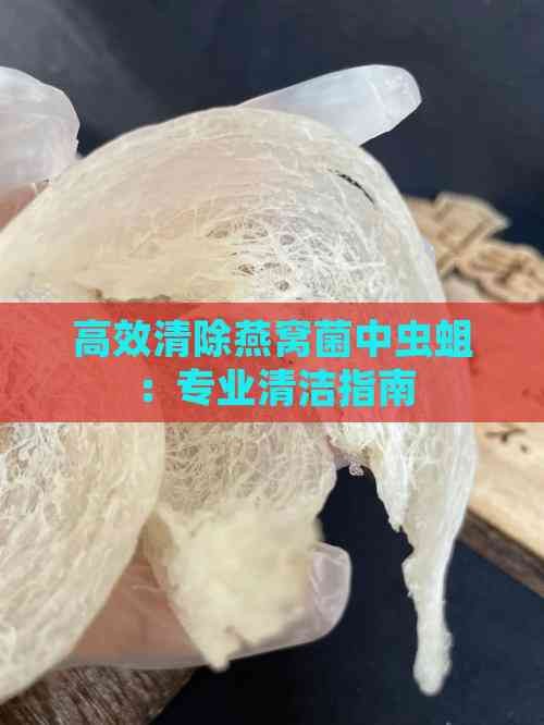 高效清除燕窝菌中虫蛆：专业清洁指南