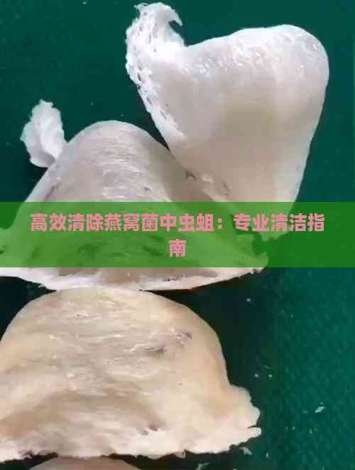 高效清除燕窝菌中虫蛆：专业清洁指南