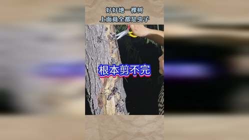 好好地一棵树，上面竟全都是虫子