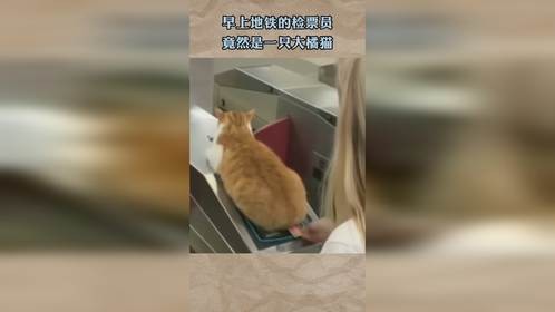 早上地铁的检票员，竟然是一只大橘猫