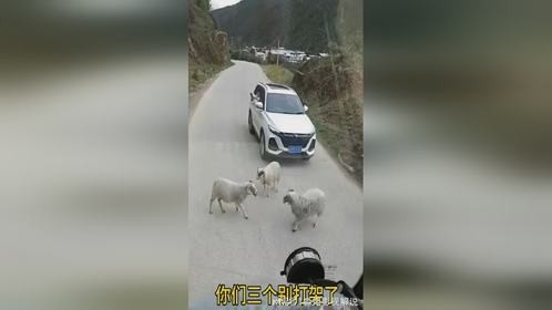 你们三个别打架了