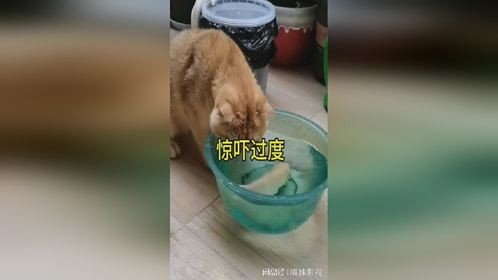 该死！吓本大人一跳