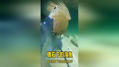 礁石下的海鱼，这条鱼野性十足