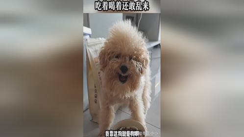 狗就是狗，吃着喝着还敢乱来。