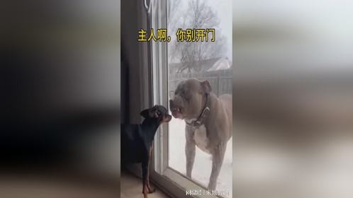 主人啊，你开门干嘛