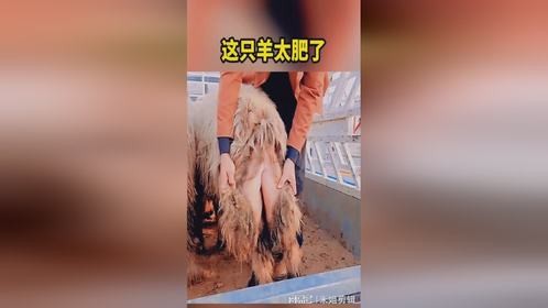 这只羊太肥了，屁股上全是肉。