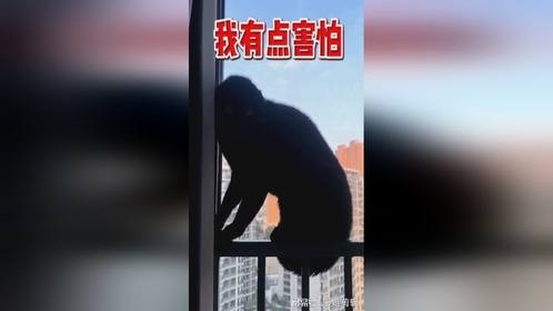 老铁们,这猫我还能养了吗!