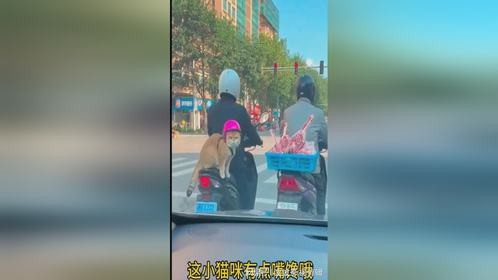 这小猫也太馋了吧