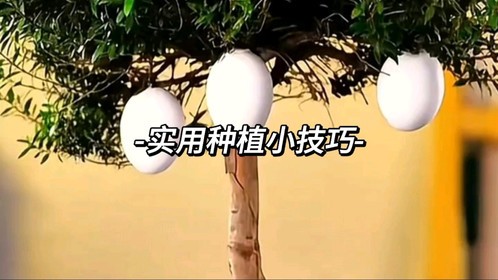 实用种植小技巧