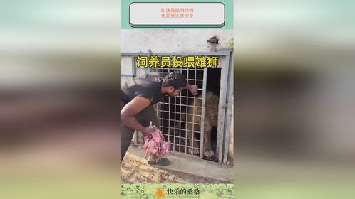 即便是投喂雄狮，也是要注意安全