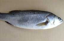 处理鲈鱼（或其他鱼类）的方法