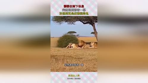 狮群在树下休息，突然遇到惊奇一幕，没想到竟是疣猪搞得鬼