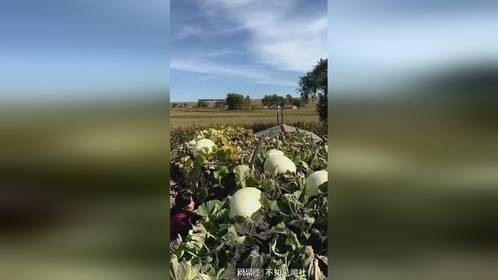 花园里有很多葫芦