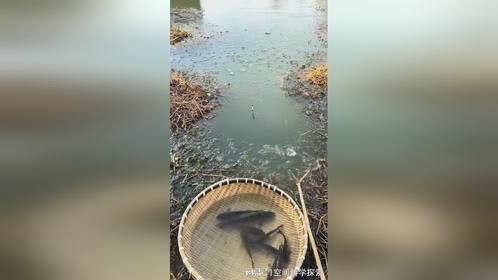 冬季冰洞垂钓大板鲫