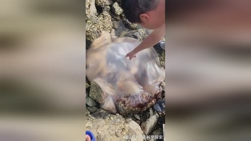 大风大浪的海滩总有惊喜