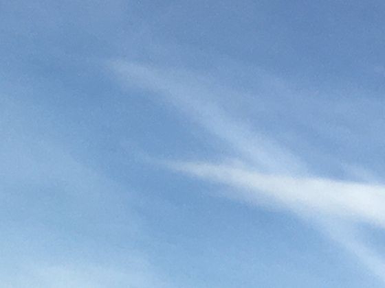 解锁紫苏叶的隐藏价值：从家居布置到生活小技巧的多样尝试