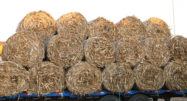 lajiRDFranliao20250321 (8).jpg