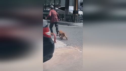 狗狗那些搞笑迷惑行为