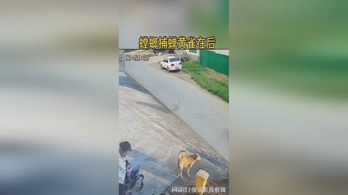 螳螂捕蝉黄雀在后，大爷有口福了