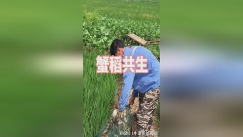 看着这蟹稻共生的办法，不得不说劳动人民的智慧呀