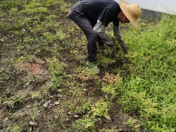 高新区室内园林绿化项目,园林绿化