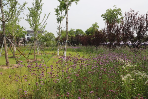 工业园区室内园林绿化,园林绿化