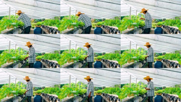 积极乐观、生活健康的老年女性，享受户外园艺和耕作的爱好。