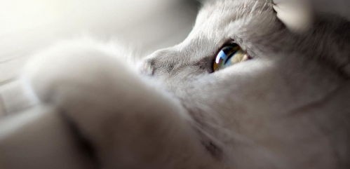 猫咪牙结石去除攻略，宠物护理小贴士