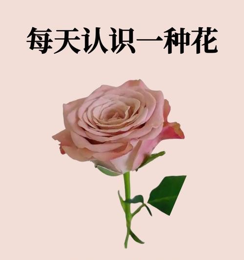 植物室内装饰的意义（为生活带来清新与美好）