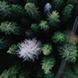 喵菇菇