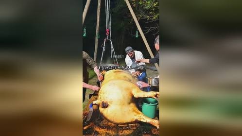 罗马尼亚人杀600斤的大土猪，开眼界了，猪皮能整块撕下